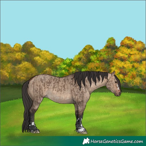 Horse Color:Bay Dun  and Bay Dun 
