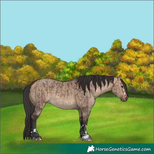 Horse Color:Bay Dun  and Bay Dun 