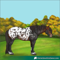 Horse Color:Bay Tobiano Appaloosa 