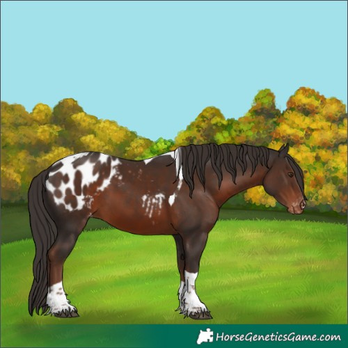 Horse Color:Liver Chestnut Tobiano Blanket 
