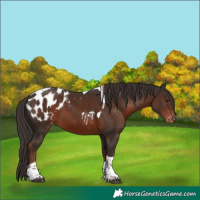 Horse Color:Liver Chestnut Tobiano Blanket 