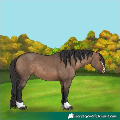 Horse Color:Brown Dun 