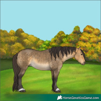 Horse Color:Buckskin Dun