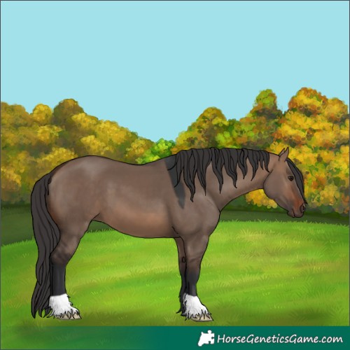 Horse Color:Brown Dun 
