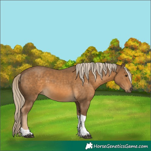 Horse Color:White Spotted Chocolate Palomino Tobiano 