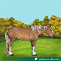 Horse Color:White Spotted Chocolate Palomino Tobiano 