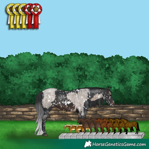 Horse Color:White Spotted Brown Roan Dun Appaloosa  and White Spotted Brown Appaloosa 