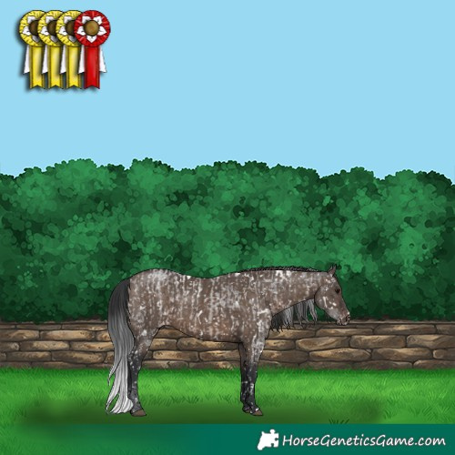 Horse Color:White Spotted Brown Roan Appaloosa  and White Spotted Brown Dun Appaloosa 