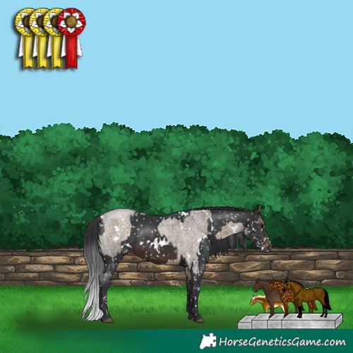 Horse Color:White Spotted Brown Roan Dun Appaloosa  and White Spotted Brown Appaloosa 