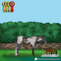Horse Color:White Spotted Brown Roan Dun Appaloosa  and White Spotted Brown Appaloosa 