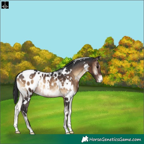 Horse Color:White Spotted Brown Onyx Appaloosa 
