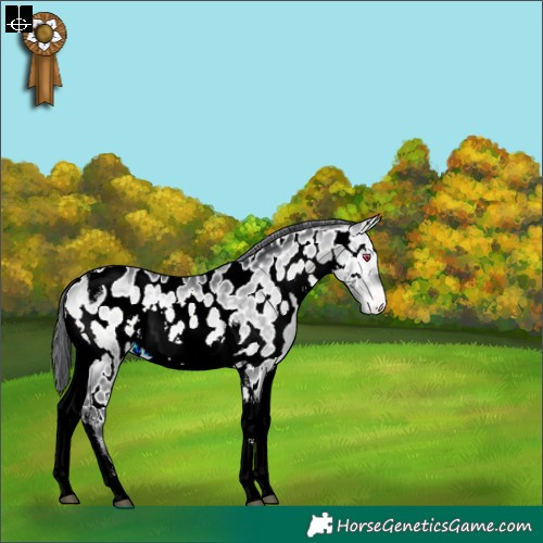 Horse Color:Bay Chinchilla Onyx Tobiano Appaloosa Rabicano