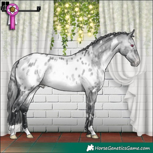 Horse Color:White Spotted Brown Chinchilla Dun Appaloosa 