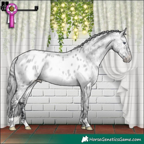 Horse Color:White Spotted Brown Chinchilla Dun Appaloosa 