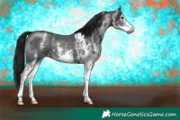 Horse Color:Gray White Spotted Black