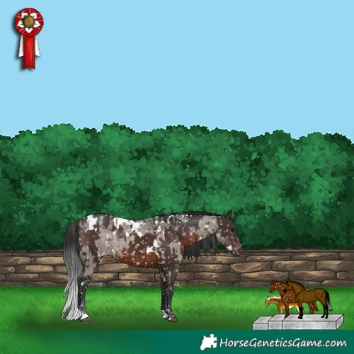 Horse Color:White Spotted Brown Roan Dun Appaloosa  and White Spotted Brown Appaloosa 