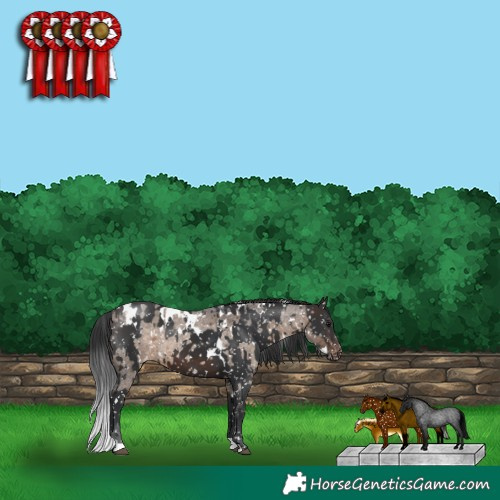 Horse Color:White Spotted Brown Roan Dun Appaloosa  and White Spotted Brown Appaloosa 