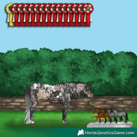 Horse Color:White Spotted Brown Roan Dun Appaloosa and White Spotted Brown Appaloosa