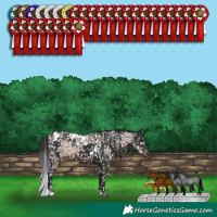 Horse Color:White Spotted Brown Roan Dun Appaloosa and White Spotted Brown Appaloosa
