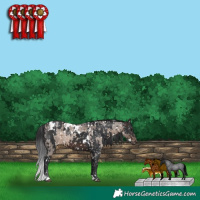 Horse Color:White Spotted Brown Roan Dun Appaloosa  and White Spotted Brown Appaloosa 