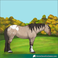 Horse Color:Liver Red Dun Tobiano Appaloosa 