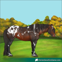 Horse Color:White Spotted Brown Appaloosa Rabicano