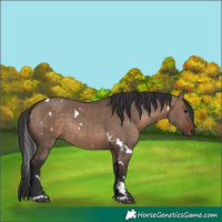 Horse Color:White Spotted Brown Dun Rabicano