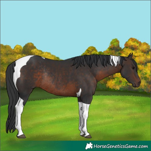 Horse Color:Brown Tobiano Rabicano 