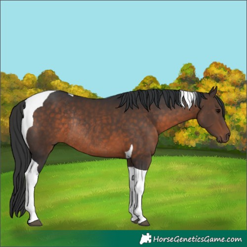 Horse Color:Brown Tobiano Rabicano 
