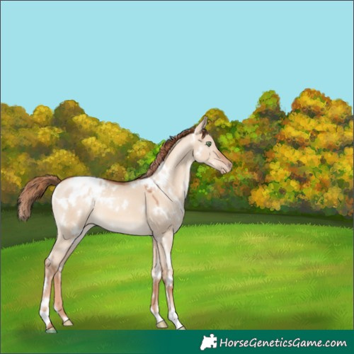Horse Color:White Spotted Gold Champagne Dun Appaloosa 