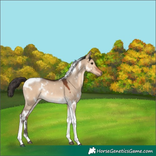 Horse Color:White Spotted Bay Dun Tobiano Rabicano 