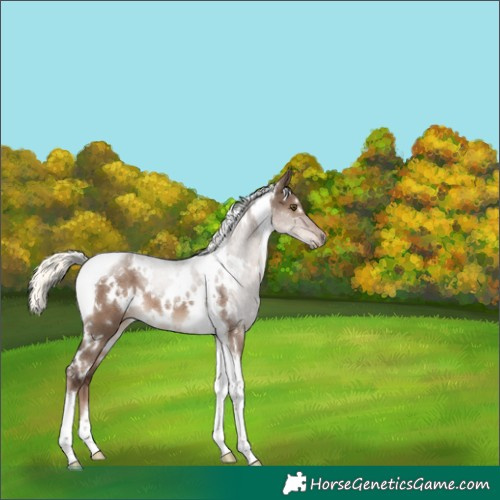Horse Color:White Spotted Liver Red Dun Mushroom Tobiano 
