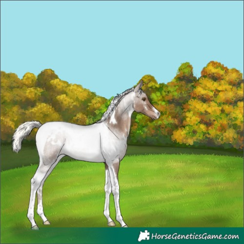 Horse Color:White Spotted Liver Red Dun Mushroom Tobiano 