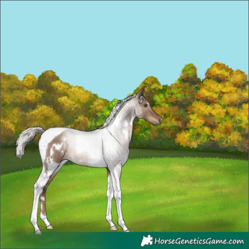 Horse Color:White Spotted Liver Red Dun Mushroom Tobiano 
