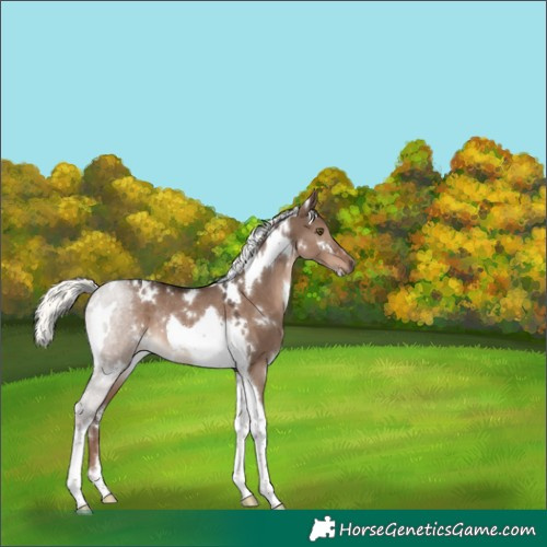Horse Color:White Spotted Liver Red Dun Mushroom Tobiano Rabicano 