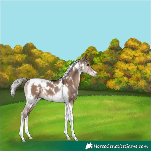 Horse Color:White Spotted Liver Red Dun Mushroom Tobiano 
