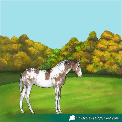 Horse Color:White Spotted Silver Brown Dun Sabino 