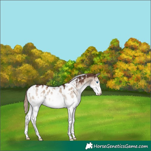 Horse Color:White Spotted Liver Red Dun Splash Appaloosa Rabicano 
