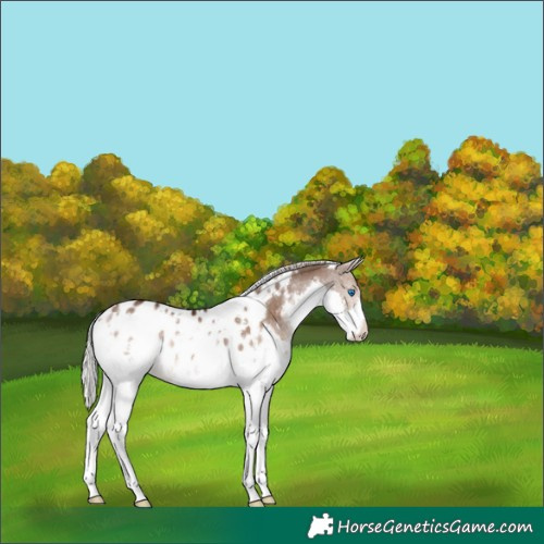 Horse Color:White Spotted Silver Bay Dun Sabino Splash Appaloosa Rabicano 