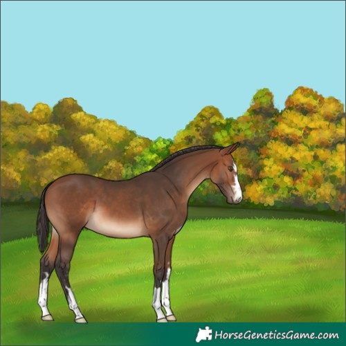 Horse Color:Bay 