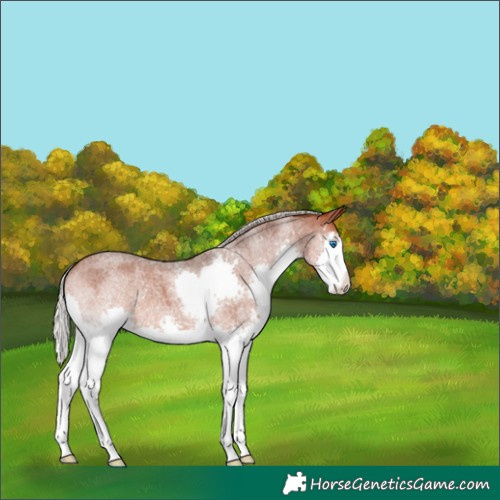 Horse Color:Silver Bay Roan Splash 