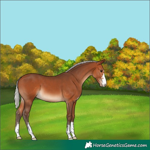 Horse Color:Silver Bay 