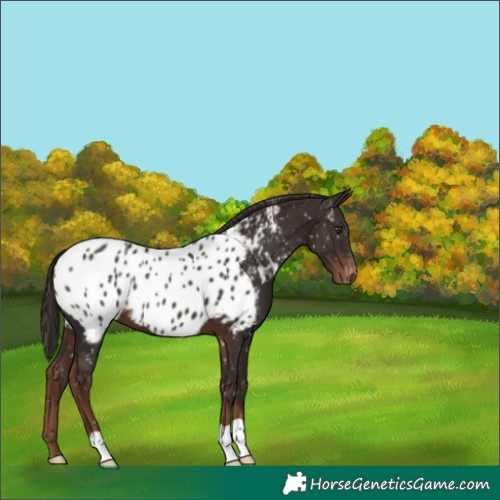 Horse Color:Liver Chestnut Appaloosa 