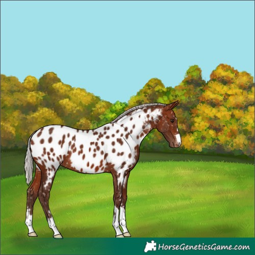 Horse Color:Silver Bay Appaloosa 