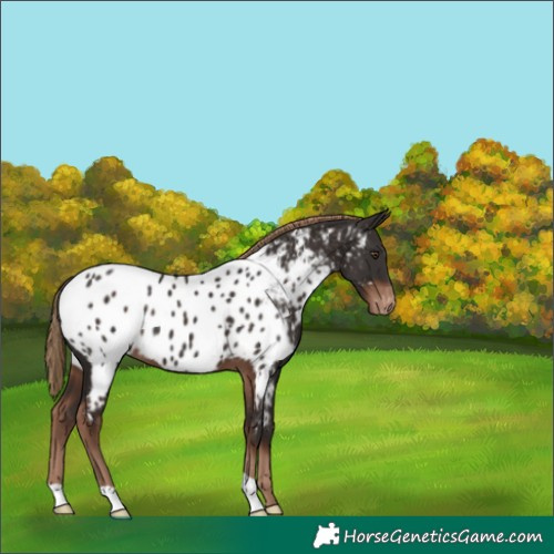 Horse Color:Liver Chestnut Appaloosa 