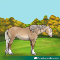 Horse Color:Gray Silver Amber Champagne Dun