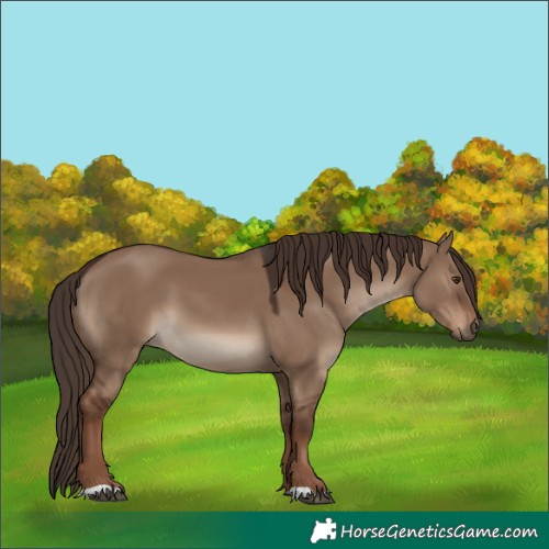 Horse Color:Liver Red Dun