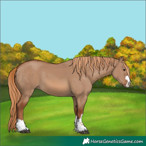 Horse Color:Red Dun