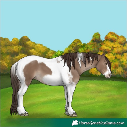 Horse Color:Liver Red Dun Tobiano Frame 