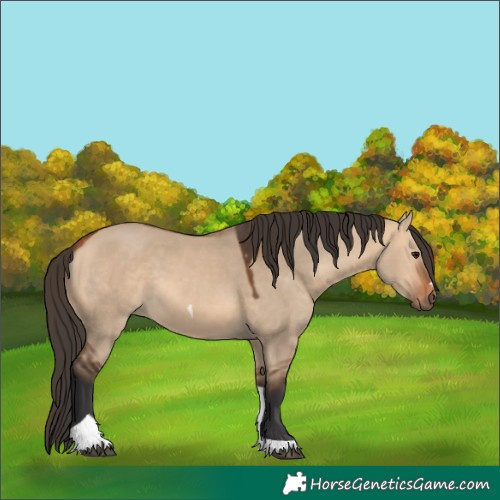 Horse Color:Bay Dun Tobiano 
